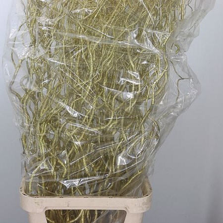 Salix (Willow) Glitter Gold