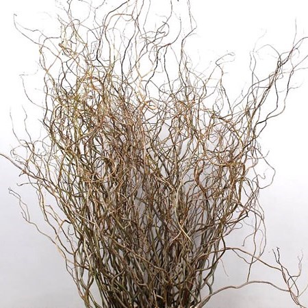 Salix (Willow) Tortuosa Extra