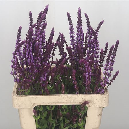 Salvia Basco