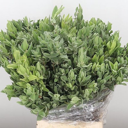Salvia Leaves (Sage)