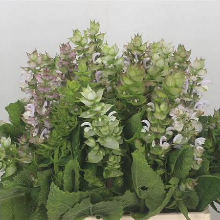 Salvia Sclarea Jomi