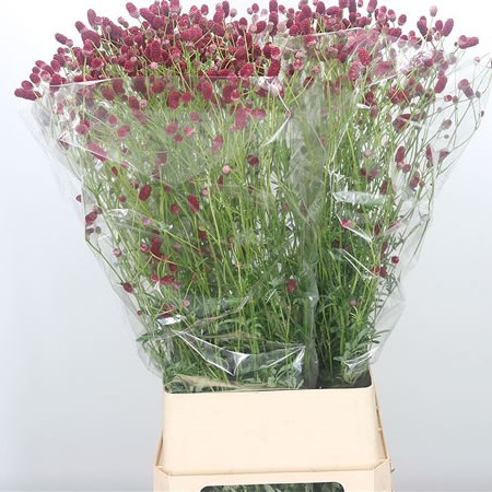 Sanguisorba Arnhem