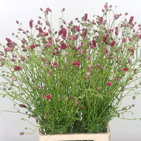 Sanguisorba Arnhem