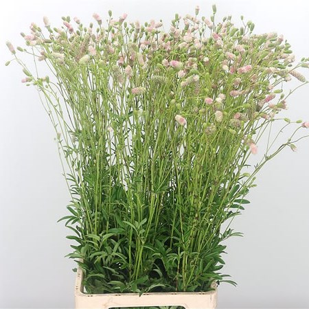 Sanguisorba Pale Pink