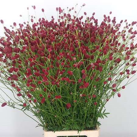 Sanguisorba Red