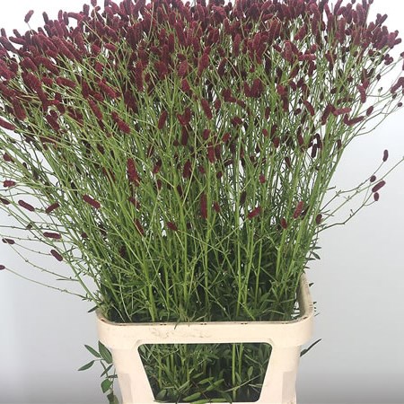 Sanguisorba Rising Star