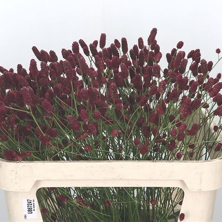 Sanguisorba Rising Star