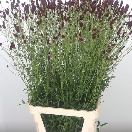 Sanguisorba Royal Star