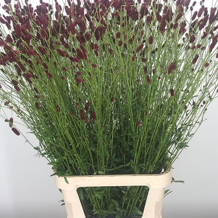 Sanguisorba Scarlet Star