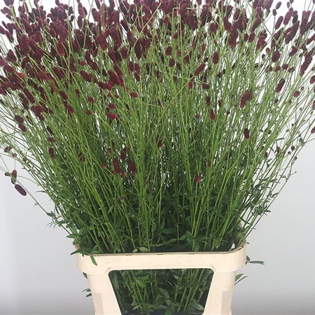 Sanguisorba Scarlet Star