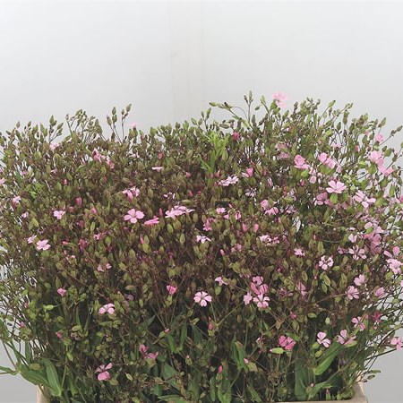 Saponaria Pink