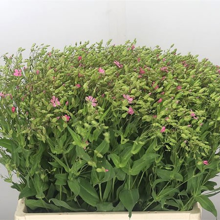 Saponaria Pink