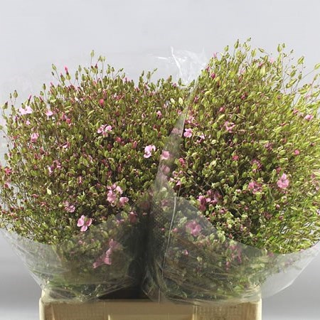 Saponaria Pink