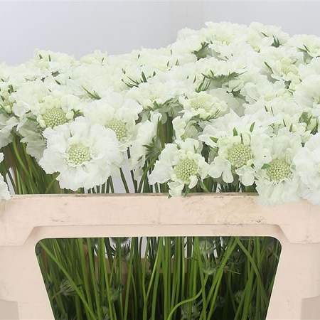 Scabious Anika