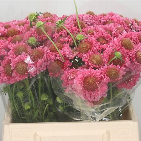 Scabious Candy Scoop