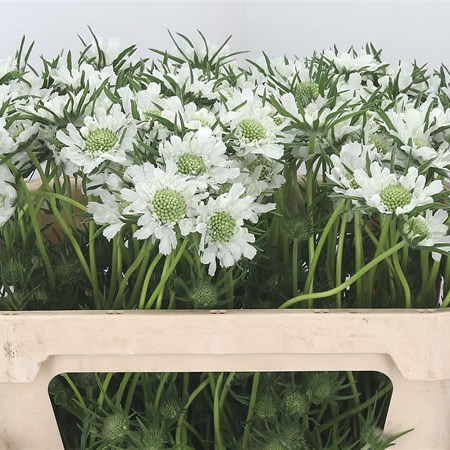 Scabiosa White Extra
