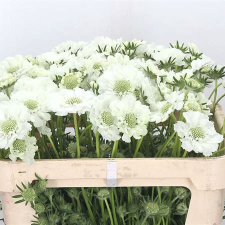 Scabious Anika