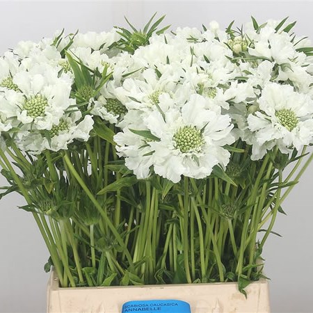 Scabious Annabelle