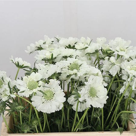 Scabious Annabelle