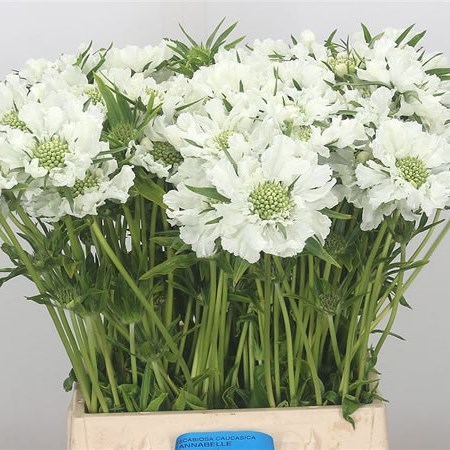 Scabious Annabelle