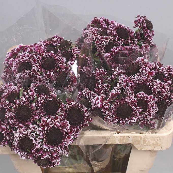 Scabious Cherry Vanilla Scoop