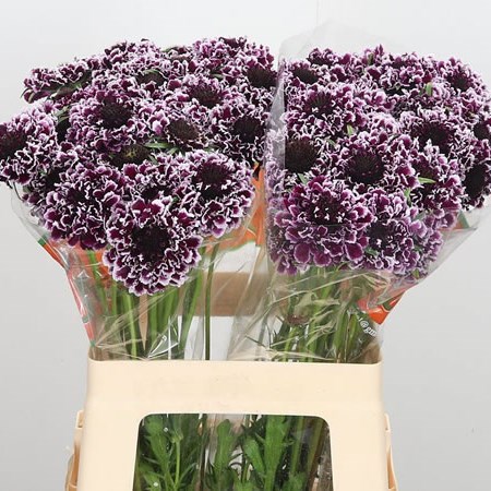Scabious Cherry Vanilla Scoop Ex