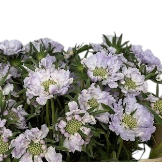 Scabious Danielle