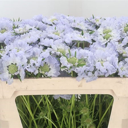 Scabious Davida