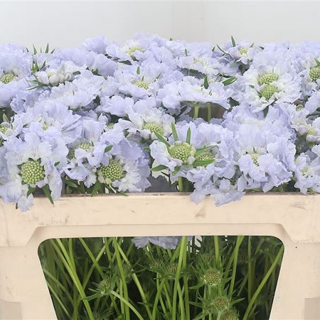 Scabious Davida