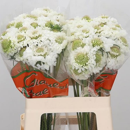 Scabious Flocal Scoop White Ex