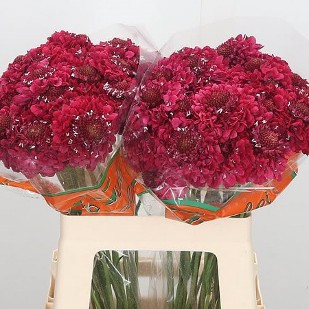 Scabious Focal Scoop Hot Pink