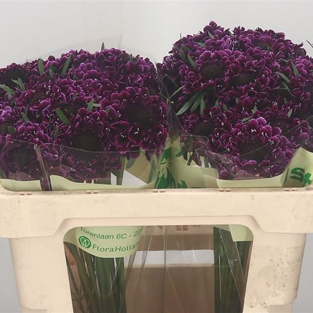 Scabious Focal Scoop Purple Lace