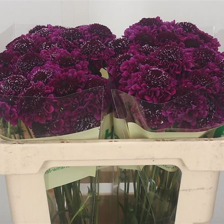 Scabious Focal Scoop Purple Lace