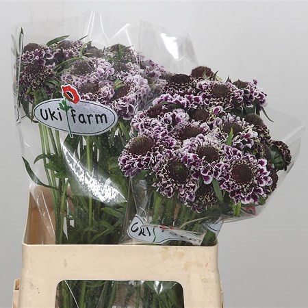 Scabious Focal Scoop Purple Lace