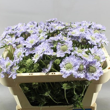 Scabious Hanneke