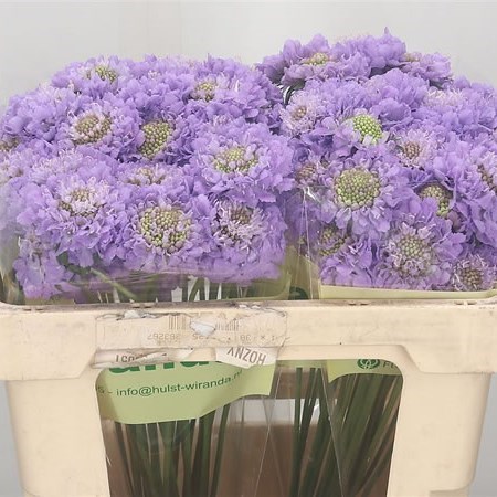 Scabious Lavender Scoop
