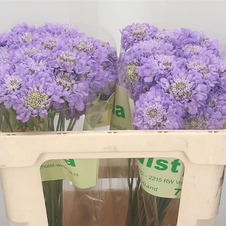 Scabious Lavender Scoop