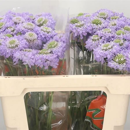 Scabious Lavender Scoop