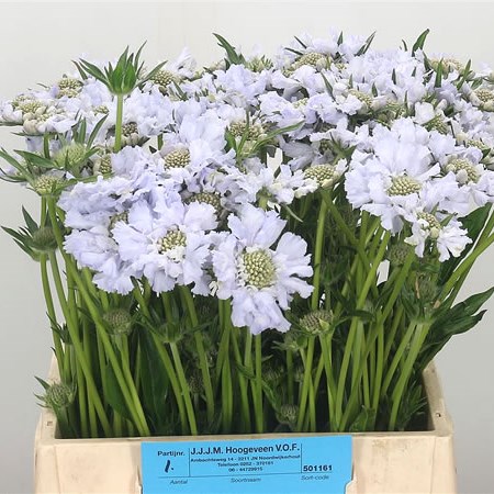 Scabious Lisa
