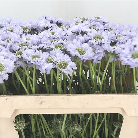 Scabious Lisa (Extra)