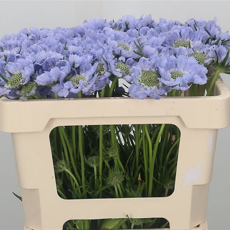 Scabious Midsummer River