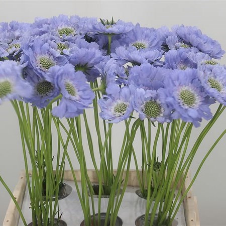 Scabious Midsummer River
