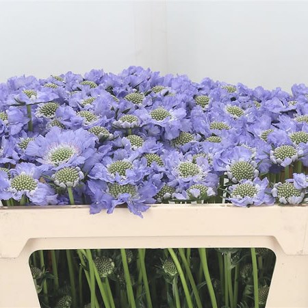 Scabious Midsummer Sky
