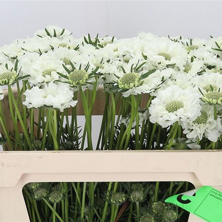 Scabious Midsummer Snow