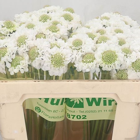 Scabious Milky Scoop