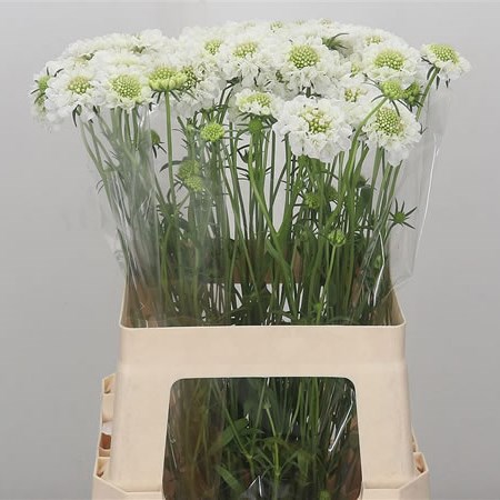Scabious Milky Scoop
