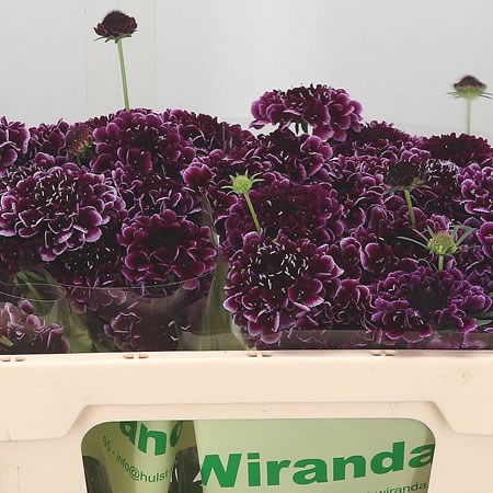Scabious Purple Lace Scoop