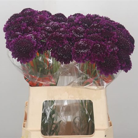 Scabious Purple Scoop
