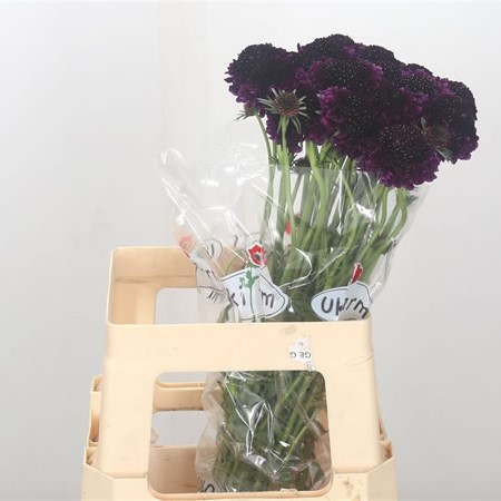Scabious Purple Velvet Scoop