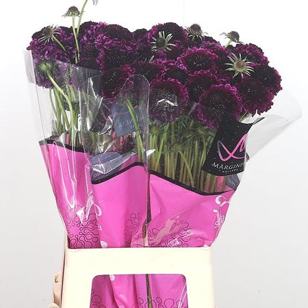 Scabious Purple Velvet Scoop (Extra)